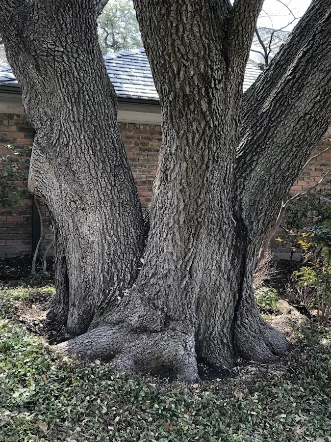 Mature heritage tree close to a Ephrata property cared for by certified arborists